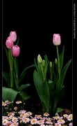 郁金香 (11)