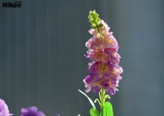 秋冬的金鱼花。