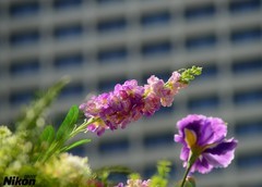 秋冬的金鱼花。