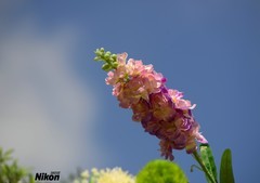 秋冬的金鱼花。