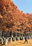 松雅湖温地公园水彬林