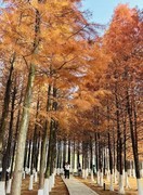 松雅湖温地公园水彬林