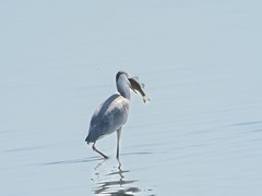 白鹭（4）（逆光）