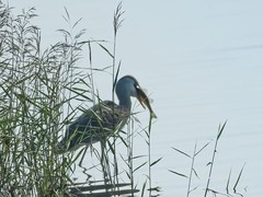 白鹭（4）（逆光）