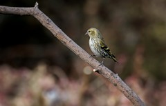 小黄雀（九十五）