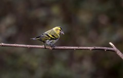 小黄雀（九十五）