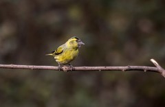 小黄雀（九十五）