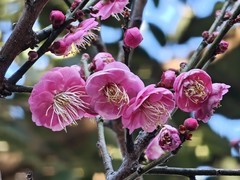 拍摄花卉一（915）