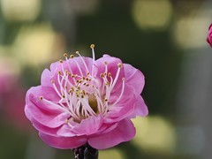 拍摄花卉一（916）