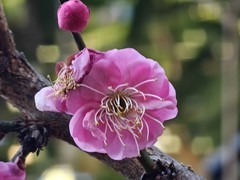 拍摄花卉一（916）