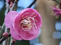 拍摄花卉一（916）