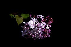 阳明公园——丁香花开（2）