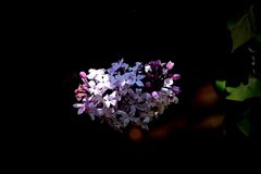 阳明公园——丁香花开（2）