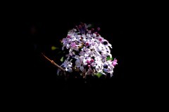 阳明公园——丁香花开（2）