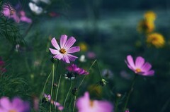 格桑花