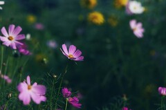 格桑花