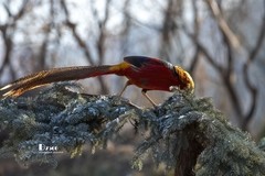 红白锦鸡（18）