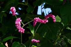 红蓼花