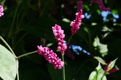 红蓼花