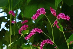 红蓼花