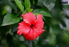 秋天的扶桑花。