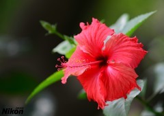 秋天的扶桑花。