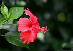 秋天的扶桑花。