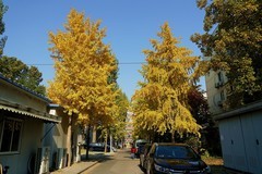 北京语言大学秋景——“金秋”