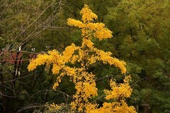 北京语言大学秋景——“金秋”