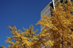 北京语言大学秋景——“金秋”