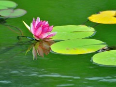 【视觉光影】荷 莲 悦 色（14）