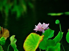 【视觉光影】荷 莲 悦 色（14）