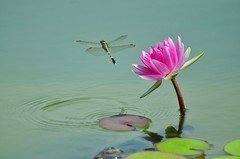 【视觉光影】荷 莲 悦 色（14）