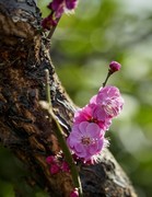 梅花绽放（3）