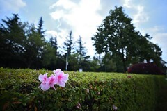 2026小城的春（贰拾）