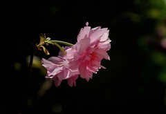 2026花卉植物赏析———樱花【9】