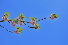 2026花卉植物赏析———樱花【9】