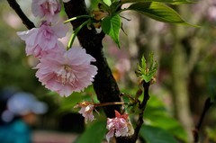 2026花卉植物赏析———樱花【9】