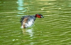 池塘的小?鷉（十二）