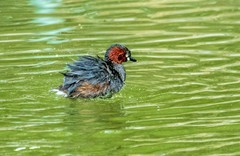 池塘的小?鷉（十二）