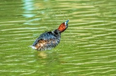 池塘的小?鷉（十二）
