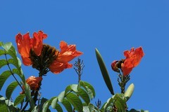 拍摄花卉一（807）