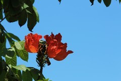 拍摄花卉一（807）