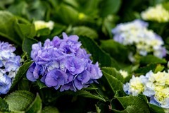 十五运的园博会（12）