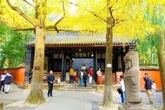 红墙银杏写秋冬