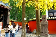 红墙银杏写秋冬