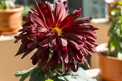 济南趵突泉第46届金秋菊展-18