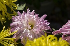 济南趵突泉第46届金秋菊展-18