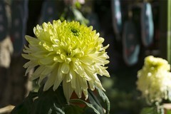 济南趵突泉第46届金秋菊展-18