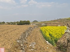 2025.3.23安顺万亩樱花拍（14）